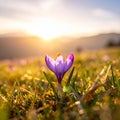 isolated crocus flower in a grass field as the first sign of spring Royalty Free Stock Photo