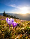isolated crocus flower in a grass field as the first sign of spring Royalty Free Stock Photo