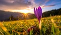 isolated crocus flower in a grass field as the first sign of spring Royalty Free Stock Photo