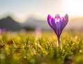 isolated crocus flower in a grass field as the first sign of spring Royalty Free Stock Photo