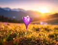 isolated crocus flower in a grass field as the first sign of spring Royalty Free Stock Photo