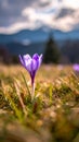 isolated crocus flower in a grass field as the first sign of spring Royalty Free Stock Photo