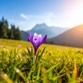 isolated crocus flower in a grass field as the first sign of spring Royalty Free Stock Photo