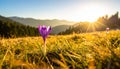 isolated crocus flower in a grass field as the first sign of spring Royalty Free Stock Photo