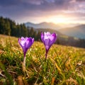 isolated crocus flower in a grass field as the first sign of spring Royalty Free Stock Photo