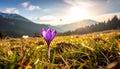 isolated crocus flower in a grass field as the first sign of spring Royalty Free Stock Photo