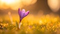 isolated crocus flower in a grass field as the first sign of spring Royalty Free Stock Photo