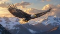Majestic Bald Eagle Soaring Over Snowy Mountains at Sunset Royalty Free Stock Photo
