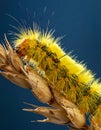 Macro of big yellow hairy caterpillar (Calliteara pudibunda) on cereal culm over dark Royalty Free Stock Photo
