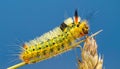 Macro of big yellow hairy caterpillar (Calliteara pudibunda) on cereal culm over dark Royalty Free Stock Photo