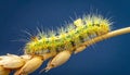 Macro of big yellow hairy caterpillar (Calliteara pudibunda) on cereal culm over dark Royalty Free Stock Photo
