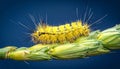 Macro of big yellow hairy caterpillar (Calliteara pudibunda) on cereal culm over dark Royalty Free Stock Photo