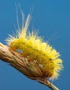 Macro of big yellow hairy caterpillar (Calliteara pudibunda) on cereal culm over dark Royalty Free Stock Photo