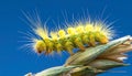 Macro of big yellow hairy caterpillar (Calliteara pudibunda) on cereal culm over dark Royalty Free Stock Photo