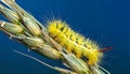 Macro of big yellow hairy caterpillar (Calliteara pudibunda) on cereal culm over dark Royalty Free Stock Photo