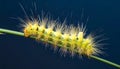 Macro of big yellow hairy caterpillar (Calliteara pudibunda) on cereal culm over dark Royalty Free Stock Photo