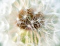 Close up of seeds of dendelion flower. White fluffy seed head of eight thousand seeds Royalty Free Stock Photo