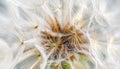Close up of seeds of dendelion flower. White fluffy seed head of eight thousand seeds Royalty Free Stock Photo