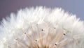 Close up of seeds of dendelion flower. White fluffy seed head of eight thousand seeds Royalty Free Stock Photo