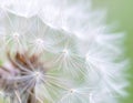 Close up of seeds of dendelion flower. White fluffy seed head of eight thousand seeds Royalty Free Stock Photo