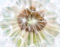 Close up of seeds of dendelion flower. White fluffy seed head of eight thousand seeds Royalty Free Stock Photo