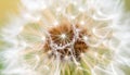Close up of seeds of dendelion flower. White fluffy seed head of eight thousand seeds Royalty Free Stock Photo