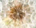 Close up of seeds of dendelion flower. White fluffy seed head of eight thousand seeds Royalty Free Stock Photo