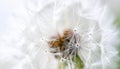 Close up of seeds of dendelion flower. White fluffy seed head of eight thousand seeds Royalty Free Stock Photo