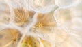 Close up of seeds of dendelion flower. White fluffy seed head of eight thousand seeds Royalty Free Stock Photo