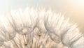 Close up of seeds of dendelion flower. White fluffy seed head of eight thousand seeds Royalty Free Stock Photo