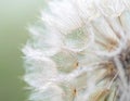 Close up of seeds of dendelion flower. White fluffy seed head of eight thousand seeds Royalty Free Stock Photo