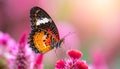 Close up view of Orange Lacewing butterfly on cockscomb flower Royalty Free Stock Photo