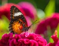 Close up view of Orange Lacewing butterfly on cockscomb flower Royalty Free Stock Photo