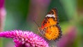 Close up view of Orange Lacewing butterfly on cockscomb flower Royalty Free Stock Photo