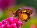 Close up view of Orange Lacewing butterfly on cockscomb flower Royalty Free Stock Photo