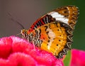 Close up view of Orange Lacewing butterfly on cockscomb flower Royalty Free Stock Photo