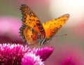 Close up view of Orange Lacewing butterfly on cockscomb flower Royalty Free Stock Photo