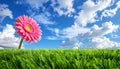 High resolution 3d green grass over a blue sky banner with white clouds as background Royalty Free Stock Photo