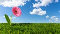 High resolution 3d green grass over a blue sky banner with white clouds as background Royalty Free Stock Photo