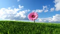 High resolution 3d green grass over a blue sky banner with white clouds as background Royalty Free Stock Photo
