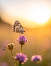 a phalantha phalantha butterfly perched on a blooming flower Royalty Free Stock Photo