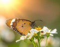 a phalantha phalantha butterfly perched on a blooming flower Royalty Free Stock Photo