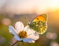 a phalantha phalantha butterfly perched on a blooming flower Royalty Free Stock Photo