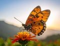 a phalantha phalantha butterfly perched on a blooming flower Royalty Free Stock Photo
