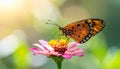 a phalantha phalantha butterfly perched on a blooming flower Royalty Free Stock Photo
