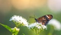 a phalantha phalantha butterfly perched on a blooming flower Royalty Free Stock Photo