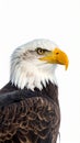 Bald Eagle (22 years) - Haliaeetus leucocephalus in front of a white background Royalty Free Stock Photo
