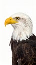 Bald Eagle (22 years) - Haliaeetus leucocephalus in front of a white background Royalty Free Stock Photo