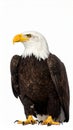 Bald Eagle (22 years) - Haliaeetus leucocephalus in front of a white background Royalty Free Stock Photo