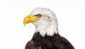 Bald Eagle (22 years) - Haliaeetus leucocephalus in front of a white background Royalty Free Stock Photo